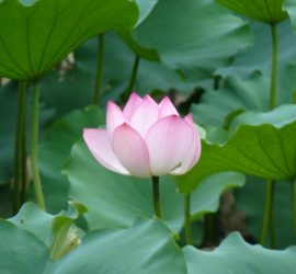 Classes run by Yoga Aspirations in Townsville